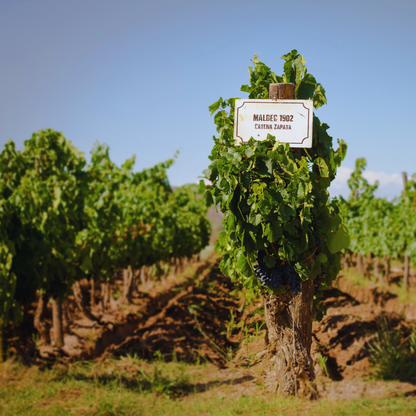 Masterclass online con Laura Catena: presente y futuro del vino en Latinoamérica