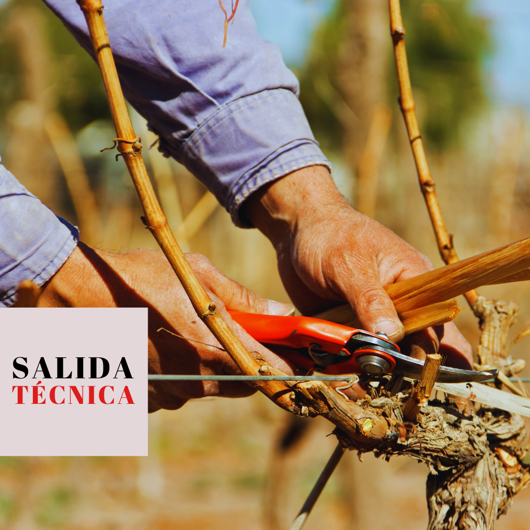 ¡Aprende a podar! Salida técnica y práctica exclusiva a Viña LOF