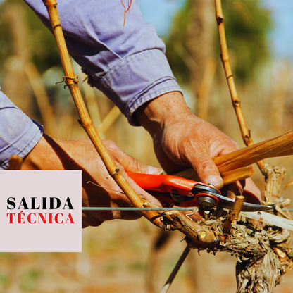 ¡Aprende a podar! Salida técnica y práctica exclusiva a Viña LOF